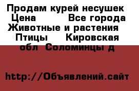 Продам курей несушек › Цена ­ 350 - Все города Животные и растения » Птицы   . Кировская обл.,Соломинцы д.